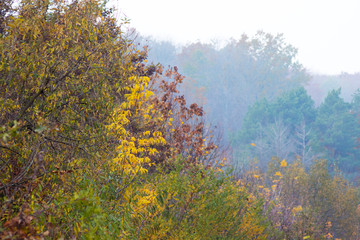 Multicolored trees in the woods in the misty morning_