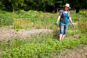  Frau mittleren Alters arbeitet an einem Gemüsebeet in ihrem Garten