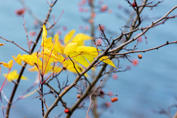 Branch with bright yellow autumn leaves against the background of blue water_