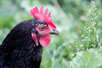 Portrait of close-up of black chicken on grass background in garden_