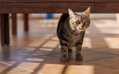 Beautiful short hair cat playing and lying on the floor at the garden at home