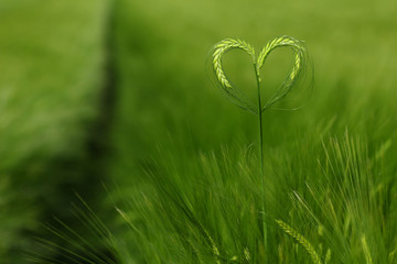 Heart shaped ears of corn during springtime