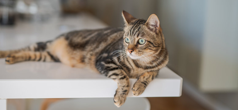 Beautiful short hair cat lying on white table at home
