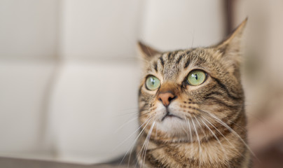 Cute short hair at the garden sittion on a chair outdoors, playing outside on a sunny day