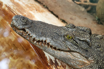 Crocodile Wild Predator Animal