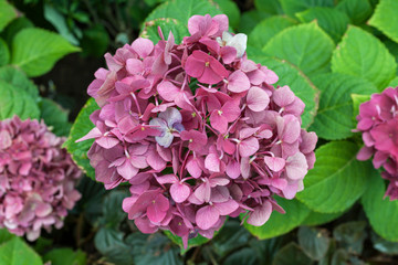 Red Hydrangea flower over blurred garden, spring and summer background idea