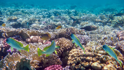 the underwater world of the Red Sea