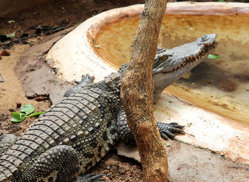 Crocodile Wild Predator Animal