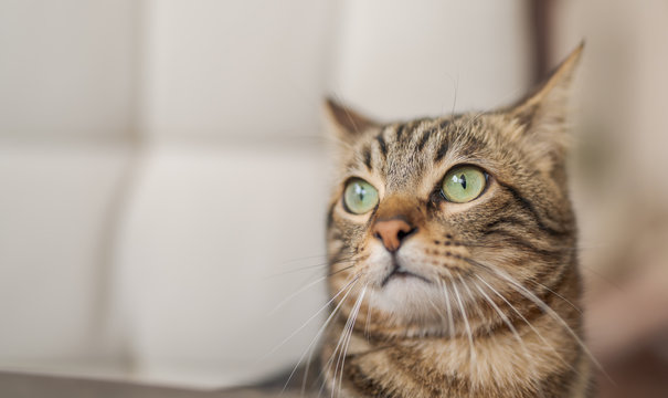 Cute short hair at the garden sittion on a chair outdoors, playing outside on a sunny day