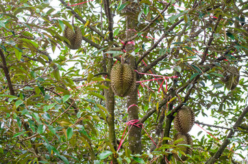 Fresh Durian fruit on tree.Durian is king of fruit.
