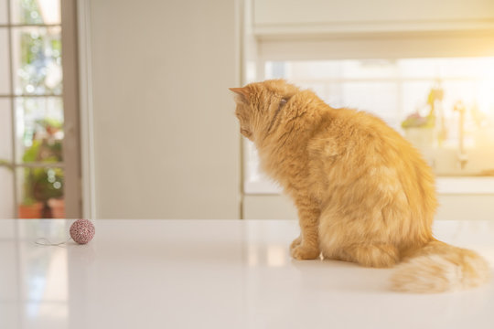 Beautiful ginger long hair cat lying on kitchen table on a sunny day at home