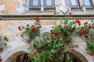 Fototapeta na wymiar Red climbing roses growing on the wall of the building.