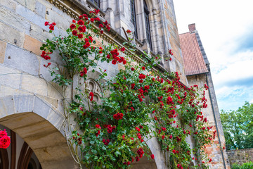 Red climbing roses growing on the wall of the building.