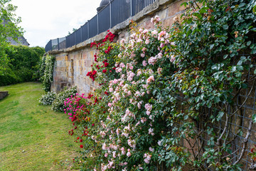 Pink climbing roses growing on the wall of the building.