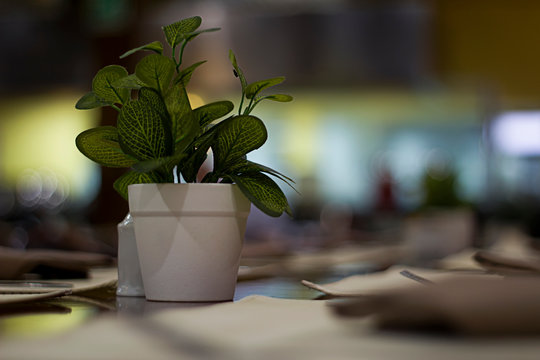Planta en el comedor