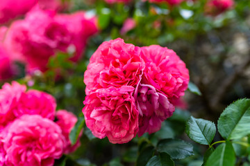 Pink climbing roses growing on the wall of the building.