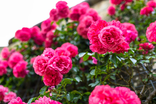 Pink climbing roses growing on the wall of the building. © Michal