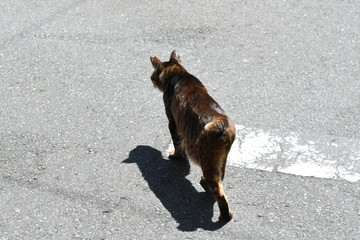 路地の猫