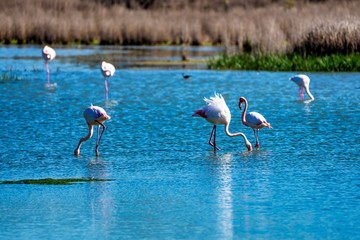 Fototapeta premium Greater Flamingos in Lagoon Fuente de Piedra, Andalusia, Spain