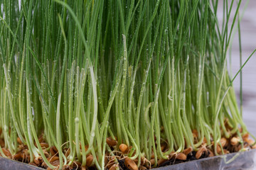 Sprouter tray with Organic Fresh Green Wheat Grass on wooden background. Pet grass, cat grass.