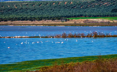 Fototapeta premium Greater Flamingos in Lagoon Fuente de Piedra, Andalusia, Spain