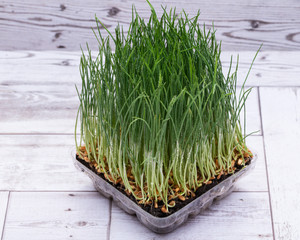 Sprouter tray with Organic Fresh Green Wheat Grass on wooden background. Pet grass, cat grass.