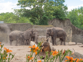 Group of elephants in cologne zoo