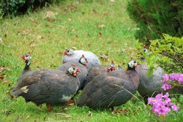 Guinea fowls walking and looking for food in the ground. Big family. Animal and wildlife concept.