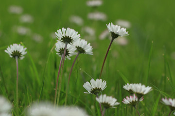 daisies in the garden