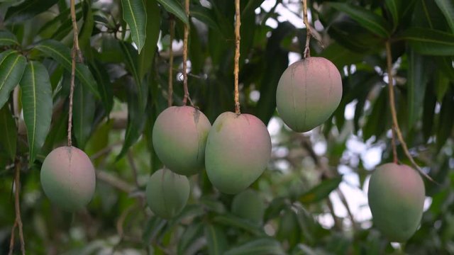 Raw mango fruit on the tree in 4k