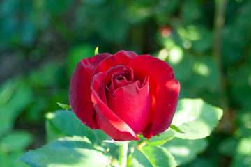 roses in a private garden