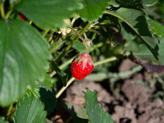 strawberry berry in the garden