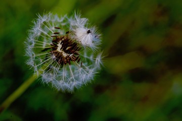 dandelion seeds