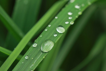 Water drops on garden plants