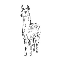 Llama animal sketch engraving vector illustration. Isolated image on white background. Scratch board style imitation. Hand drawn image.