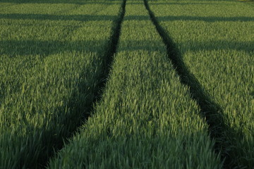 fields