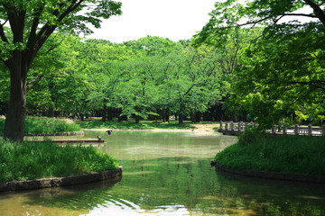 Fototapeta na wymiar 新緑の公園・池と噴水