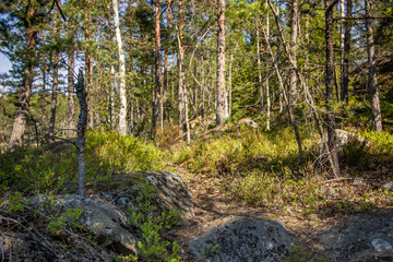 Fototapeta na wymiar trail in the forest