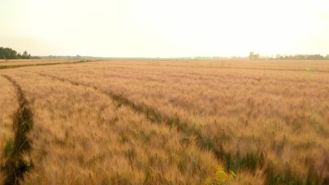 Campo di grano per produzione prodotti tipici biologici bio.