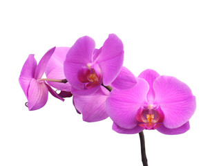 Purple orchid, beautiful phalaenopsis on white background.