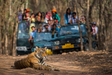 Showstopper A wild male bengal tiger sitting on road and in background safari vehicles sighting this magnificent animal in open at forest of central india - obrazy, fototapety, plakaty