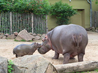 Nilpferd Mama mit ihrem Baby im Kölner Zoo