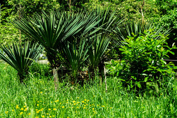 Yucca  (Yucca gloriosa) grows in beautiful meadow. Beautiful evergreen leaves of yucca gloriouson high trunk. In tbackground is deciduous shrubs. Concept of nature of North Caucasus for design.