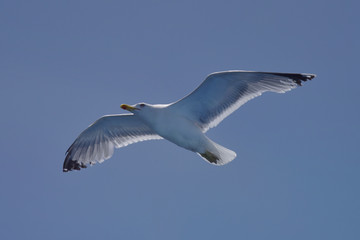 Fototapeta na wymiar Flying seagull over the sea