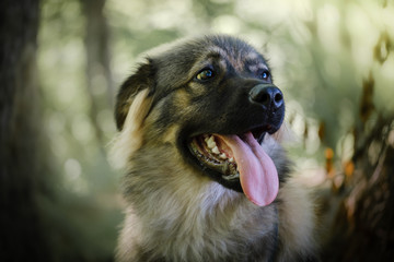 Slovenian Karst shepherd dog breed
