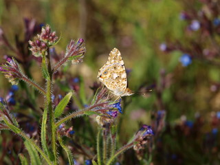 Mariposas de España alas cerradas