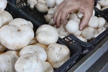 The hand of a local farmer takes fresh white champignon mushrooms on the farmers' market. Many white mushrooms of champignons in boxes. 
