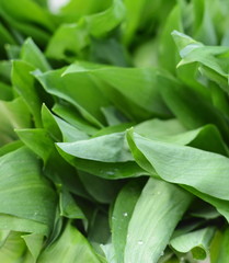 Ramsons Wild garlic on market - Green Allium ursinum for sale.
