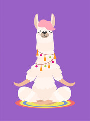 Yoga llama meditates isolated on purple background. Vector illustration.