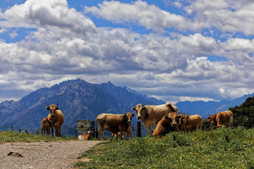 Cows in the mid mountains in Corsica 